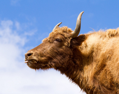国内牦牛图片