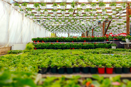 花棚盛开的春季美丽的花棚照片
