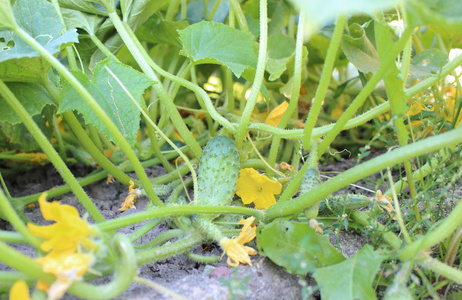 黄瓜和花挂在绿枝上