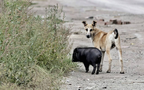 狗和猪图片