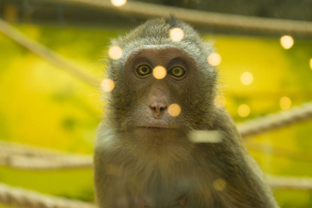 猴子假扮照相机。好肖像