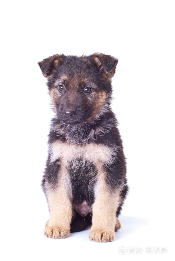 德国牧羊犬小狗