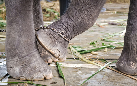 大象的脚绑在一条链