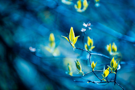 天然迷离茉莉花叶的背景树。乔木或花园的春天叶, 叶散。蓝色绿色复古色