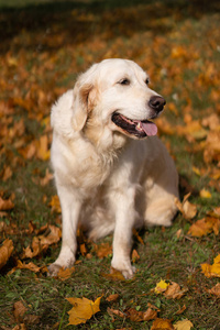 秋天红叶美丽的金色猎犬肖像