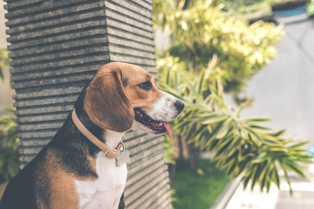 关闭在巴厘岛花园的可爱女猎犬的肖像在户外