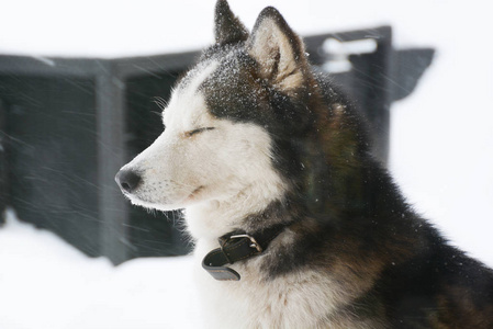 白哈士奇喜欢下雪的天气