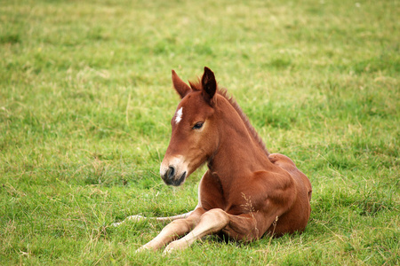 小小的棕色小马驹图片