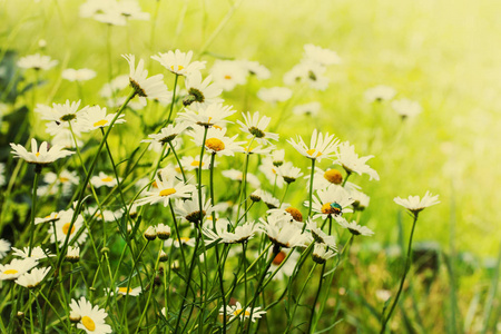 在草地背景五颜六色的和柔软的雏菊花