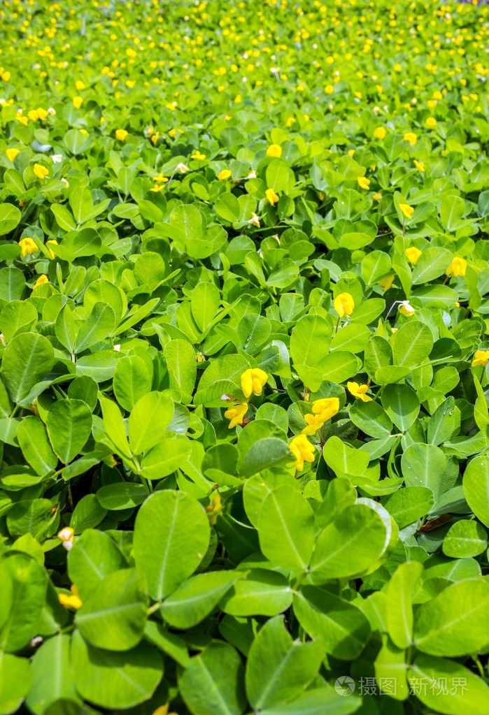多年生花生叶面