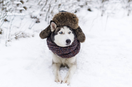 俄罗斯狗品种图片