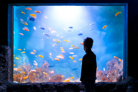 男孩在水族馆里满是鱼儿的身影图片
