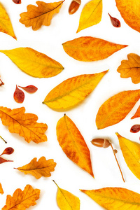 在白色背景查出的橡子和叶子的秋天组成