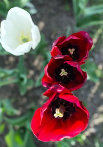 三朵红色和白色郁金香花的最高视图。公园里盛开的花朵。花的颜色