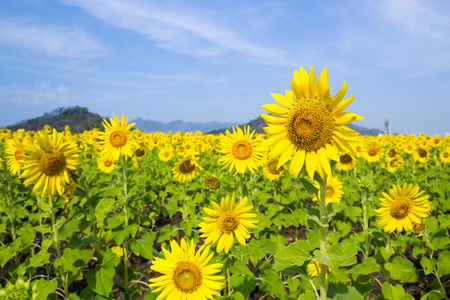 太阳花领域