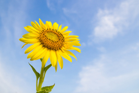 太阳花领域图片