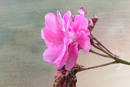 纹理上的独立粉红色夹竹桃