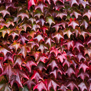 秋季红砖墙上有红绿叶的常春藤