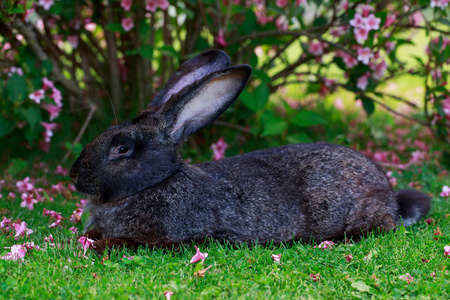 红裙灰兔子图片