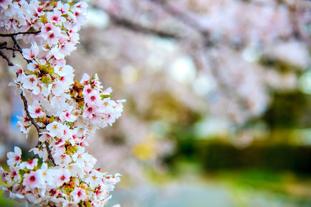 在日本京都的樱花季节图片