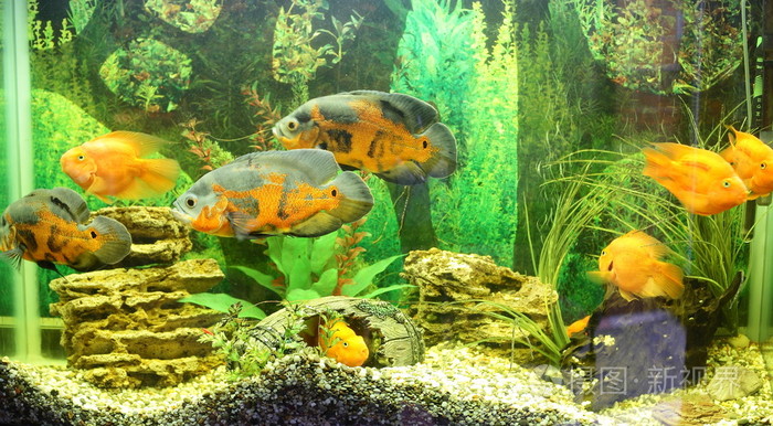 水族箱密切联系可爱的鱼