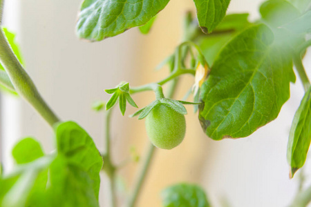 中性背景下春季开花番茄