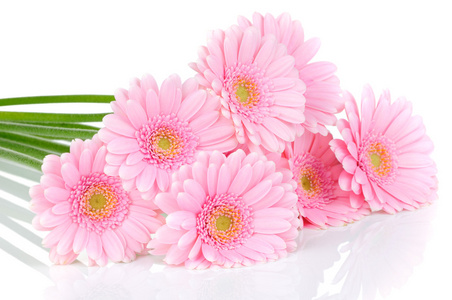 孤立在白色背景上的粉红色格柏鲜花