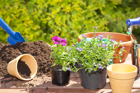 种花特写在花园里种花照片
