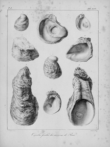 化石贝壳。老式和老式图片