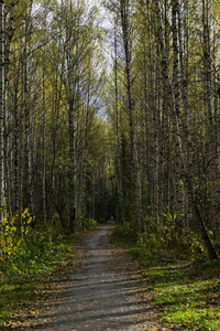 在秋天的桦木树丛的胡同与落叶覆盖的路径