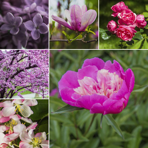 春花拼贴画。春天的粉红色和紫色的花朵