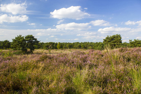 在国家公园 Maasduinen 在荷兰石楠