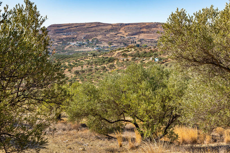 橄榄种植在山区, 克里特岛, 希腊