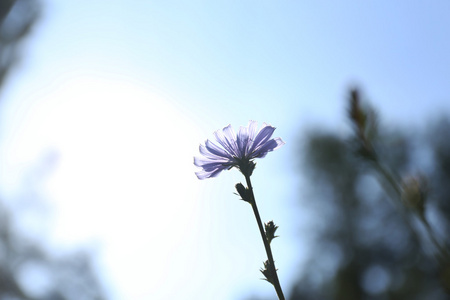 美丽的花朵，在字段中