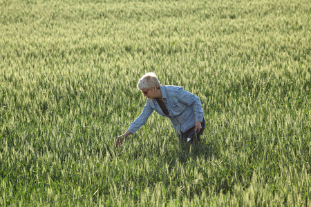利用片剂春季时间对农艺师小麦的田间品质进行检测