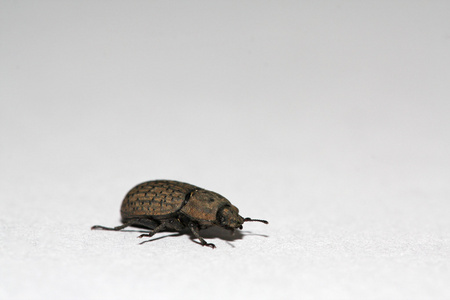 鞘翅目一种鞘翅目甲虫照片