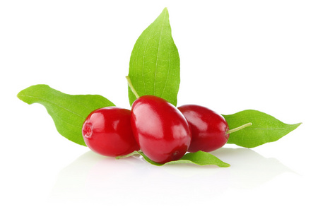 重阳茱萸图片-重阳茱萸素材-重阳茱萸插画-摄图新视界