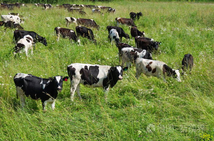 一群奶牛在夏天的草地上放牧