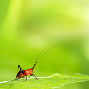 蝗虫幼虫