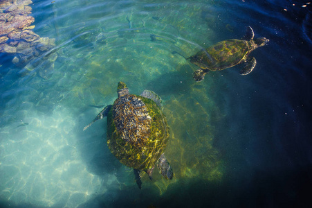 红海水中的海龟