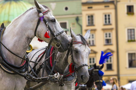 马和马车在克拉科夫，波兰市场上