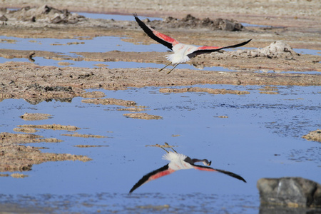 在佛兰明高储备在阿塔卡马 salar de flamengos