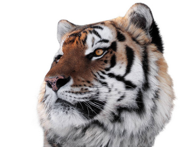 老虎头与明亮的眼睛特写被隔绝在白色