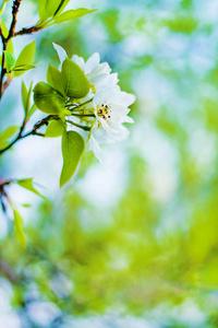 春天自然背景的美丽新鲜苹果树枝与花