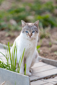可爱的蓝眼睛猫走在户外
