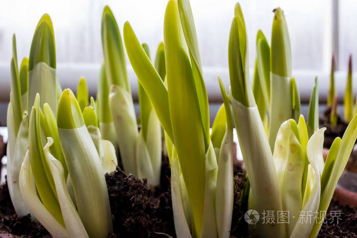 郁金香花的绿芽