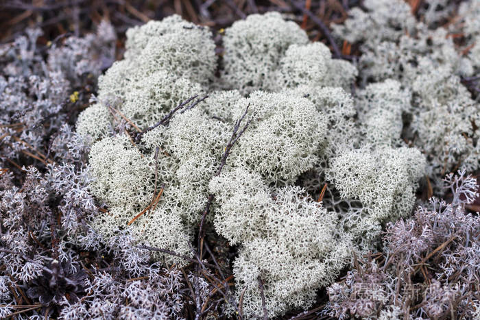 yagel的地衣石蕊rangiferina特写
