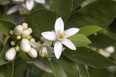 橙花树图片-橙花树素材-橙花树插画-摄图新视界