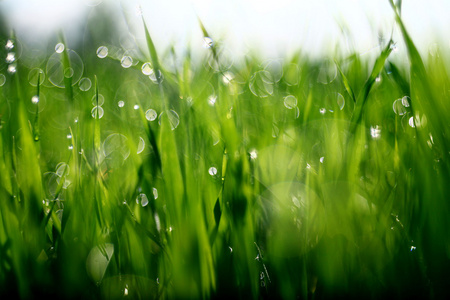仍然是露水草, 露水, 拖放, 新鲜度,自然背景是绿色的照片