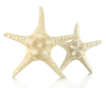 孤立白色上的白色 starfishes